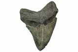 Serrated, Fossil Megalodon Tooth - South Carolina #324292-1